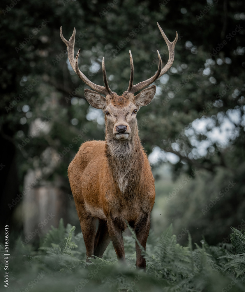 Here is a selection of my best wildlife photography taken over a period of 2 years Here is a selection of my best wildlife photography taken over a period of 2 years