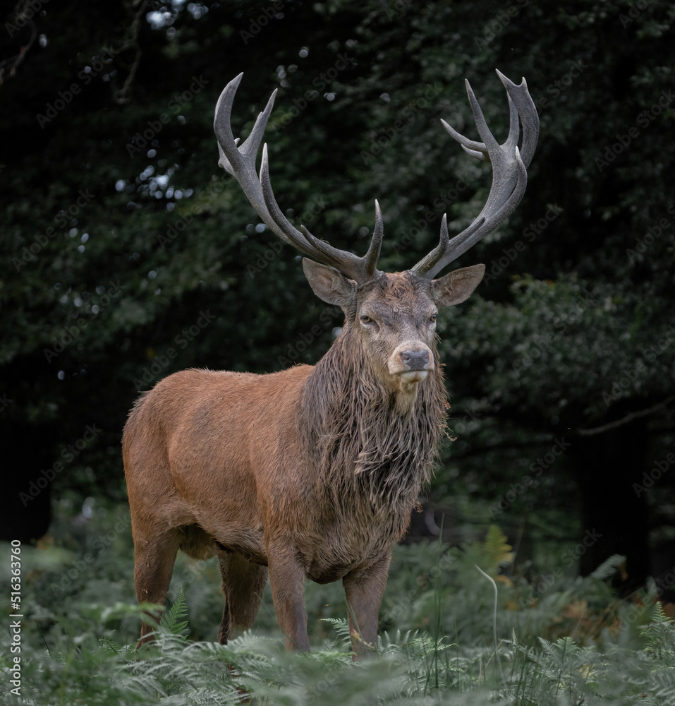 Fototapeta premium Here is a selection of my best wildlife photos of mammals taken of the course of 2 years. 