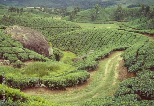 Aerial view of tea gardens in misty Kanan Devan Hills in Munnar Kerala, India photo