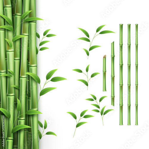 Fototapeta Naklejka Na Ścianę i Meble -  Realistic bamboo stick. Green tree branch and stems with leaves isolated decorative elements