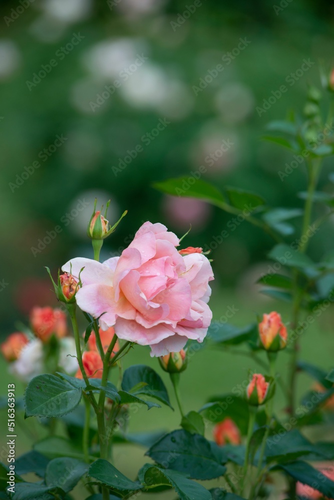 Selective focus of a pink Rose in a park