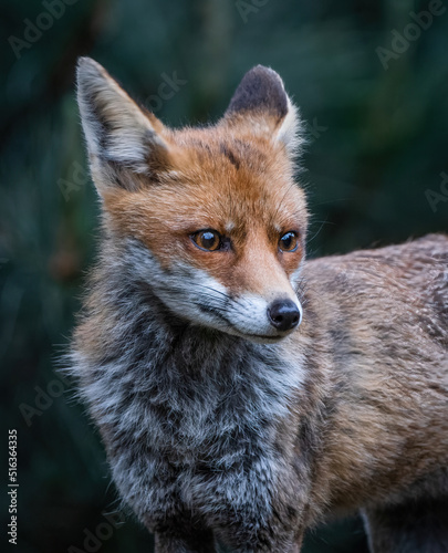 Here is a selection of my best wildlife photography taken over a period of 2 years 