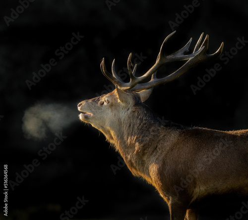 Here is a selection of my best wildlife photography taken over a period of 2 years 