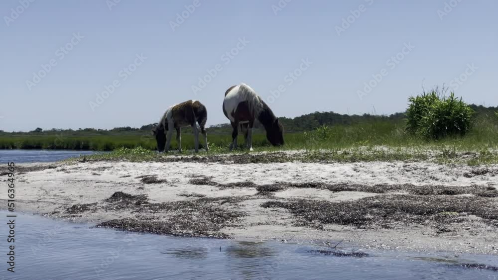 Steady natural dolly movement of two wild horses picking through the grass along a shallow bay. Assateague Island National Seashore, Maryland Steady natural dolly movement of two wild horses picking through the grass along a shallow bay. Assateague Island National Seashore, Maryland