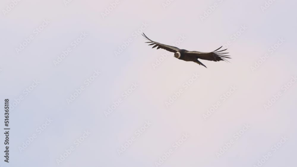 Andean condor (Vultur gryphus), one of the largest flying birds in the world over the mountains of San Luis, Argentina Andean condor (Vultur gryphus), one of the largest flying birds in the world over the mountains of San Luis, Argentina