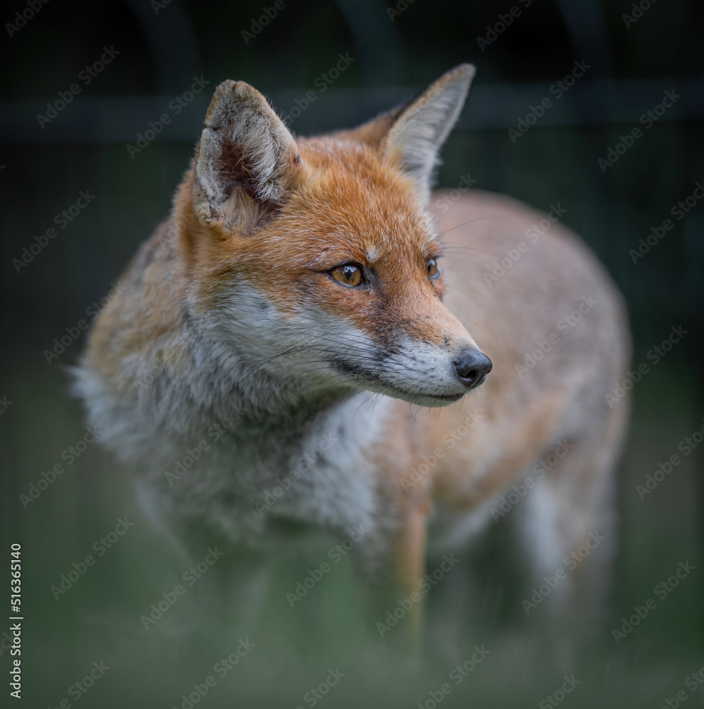 Here is a selection of my best wildlife photography taken over a period of 2 years Here is a selection of my best wildlife photography taken over a period of 2 years