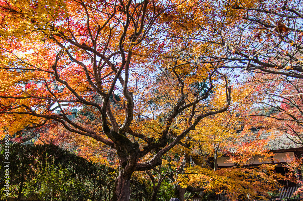 京都嵐山から嵯峨野周辺の紅葉