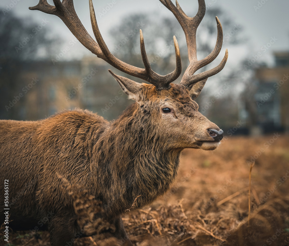 Here is a selection of my best wildlife photos of mammals taken of the course of 2 years. 