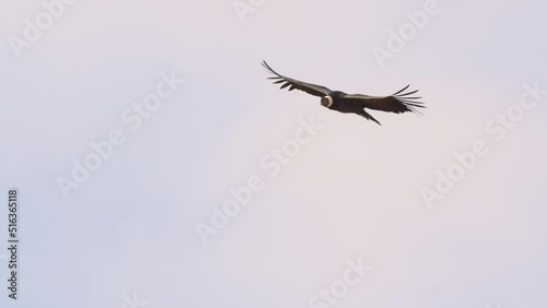 Andean condor (Vultur gryphus), one of the largest flying birds in the world over the mountains of San Luis, Argentina photo