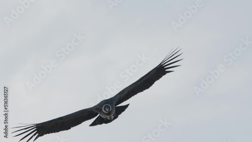 Andean condor (Vultur gryphus), one of the largest flying birds in the world. Argentina. Slow motion video. photo