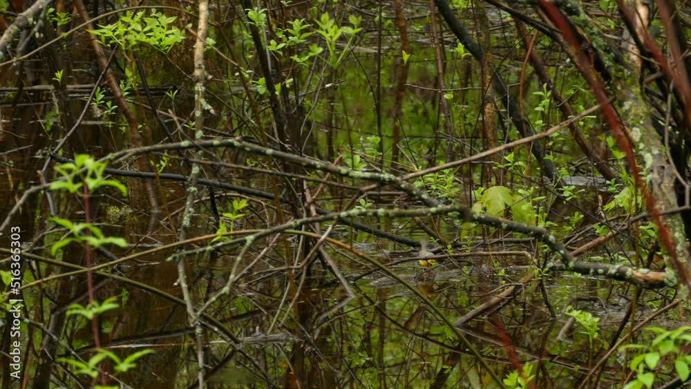 in the spring a canada warbler can jump around in the bushes by the water in the spring a canada warbler can jump around in the bushes by the water