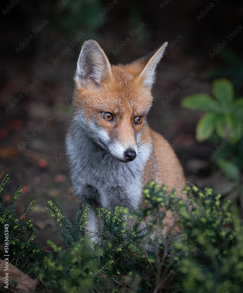 Fototapeta premium Here is a selection of my best wildlife photography taken over a period of 2 years 