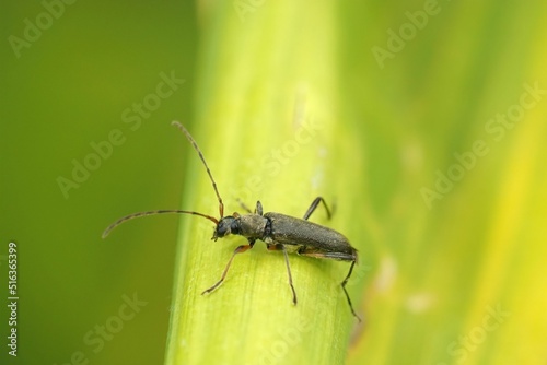Fotografiet Closeup on a small longhorn beetle , Grammoptera ruficornis sitting on a leaf