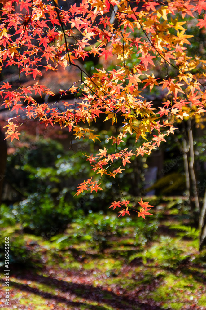 京都嵐山から嵯峨野周辺の紅葉