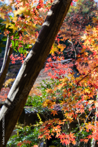 京都嵐山から嵯峨野周辺の紅葉