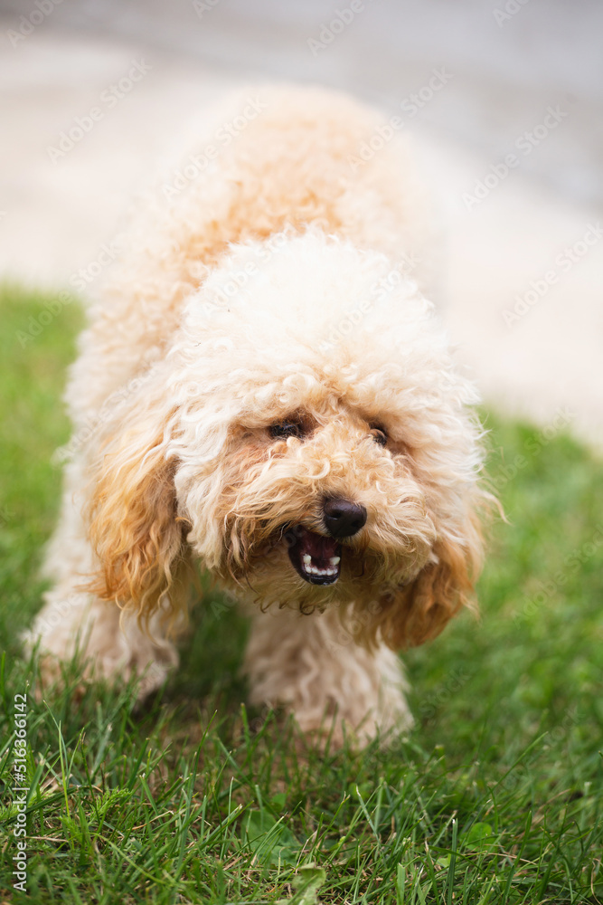 A woman hand feeds strawberries to a fluffy toy poodle puppy on the lawn - a sweet vitamin treat