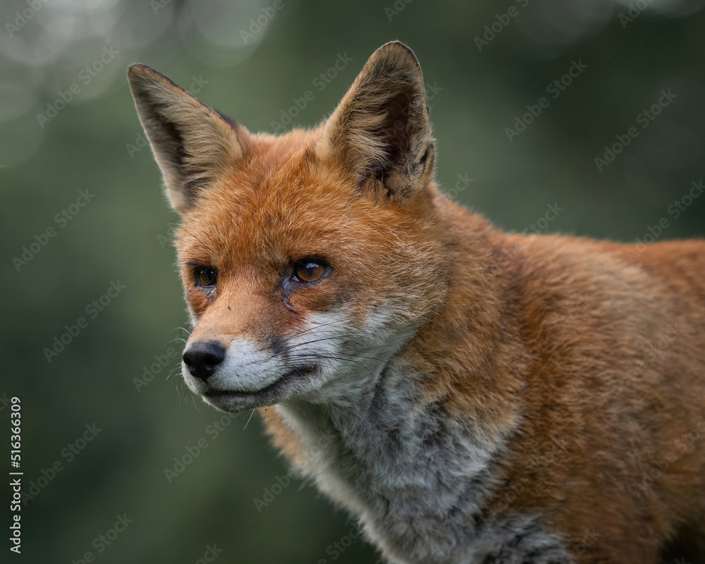 Fototapeta premium Here is a selection of my best wildlife photos of mammals taken of the course of 2 years. 