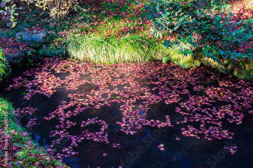 Fototapeta Naklejka Na Ścianę i Meble -  京都嵐山から嵯峨野周辺の紅葉