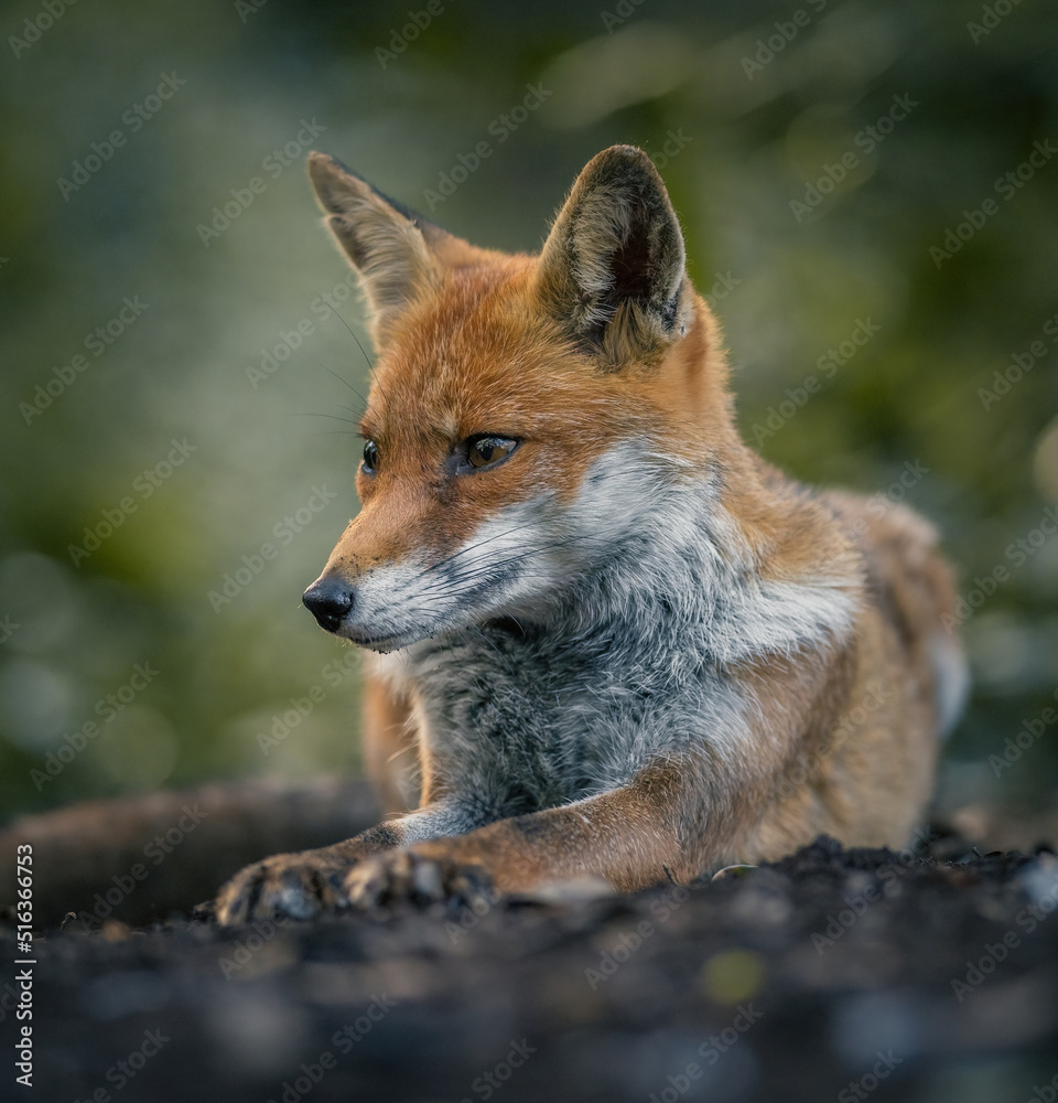Here is a selection of my best wildlife photos of mammals taken of the course of 2 years. 