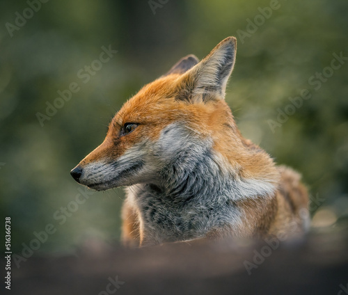 Here is a selection of my best wildlife photography taken over a period of 2 years 