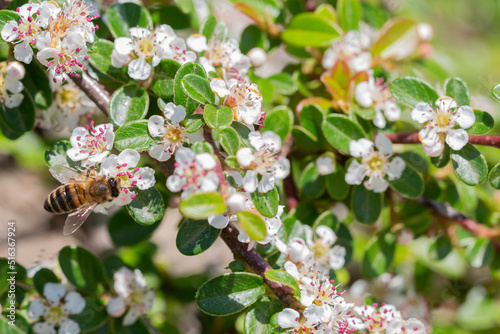 Bearberry cotoneaster Radicans white flower - Latin name - Cotoneaster dammeri Radicans photo