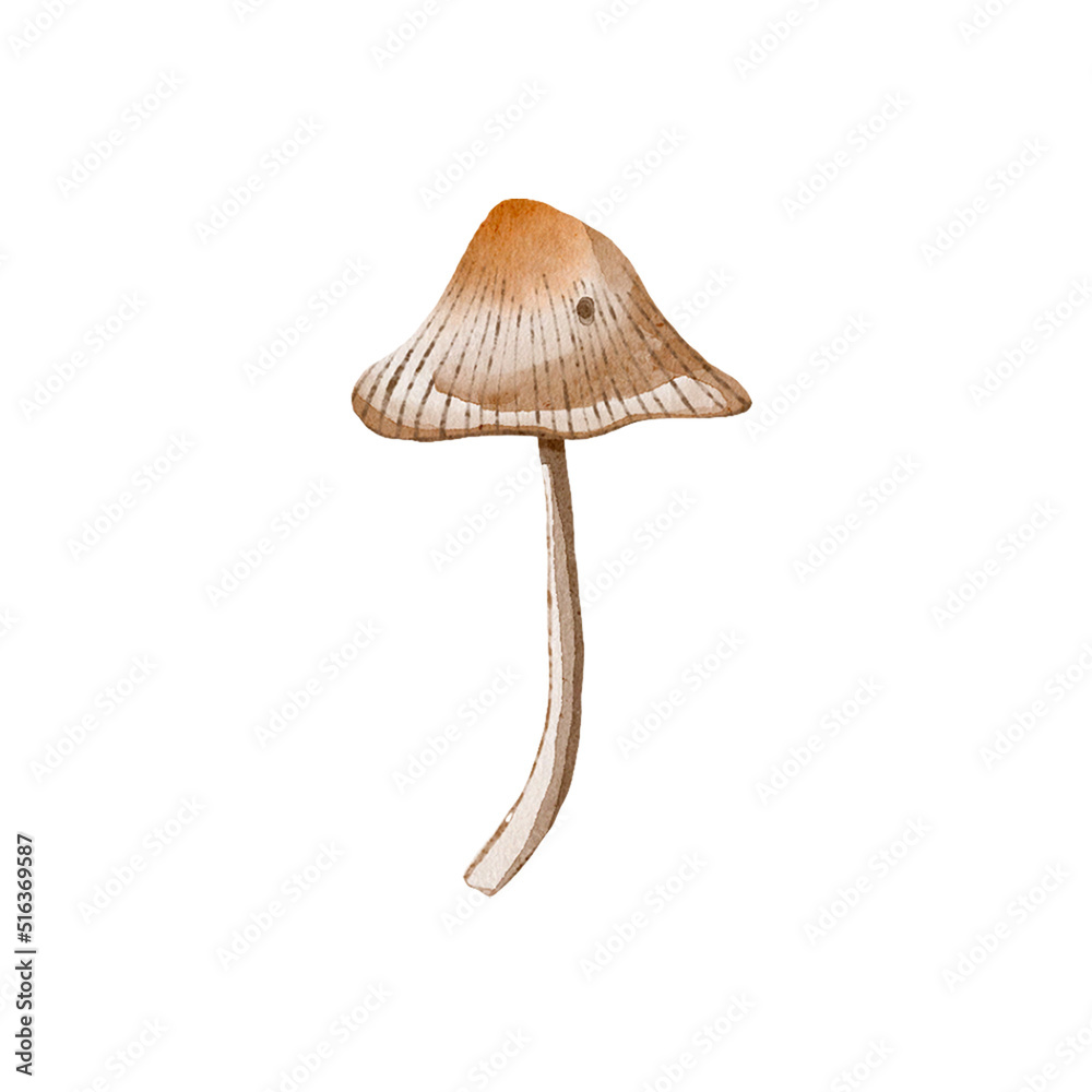 Mycena mushroom watercolor food illustration isolated on white background Mycena mushroom watercolor food illustration isolated on white background