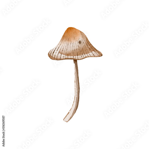 Mycena mushroom watercolor food illustration isolated on white background