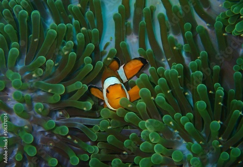 Clown Anemonefish, Amphiprion percula, swimming among the tentacles of its anemone home