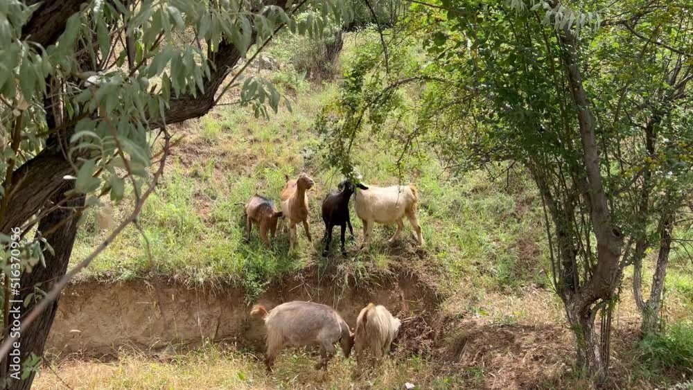 The goats eat the leaves on the tree.
The goats eat the leaves on the tree.