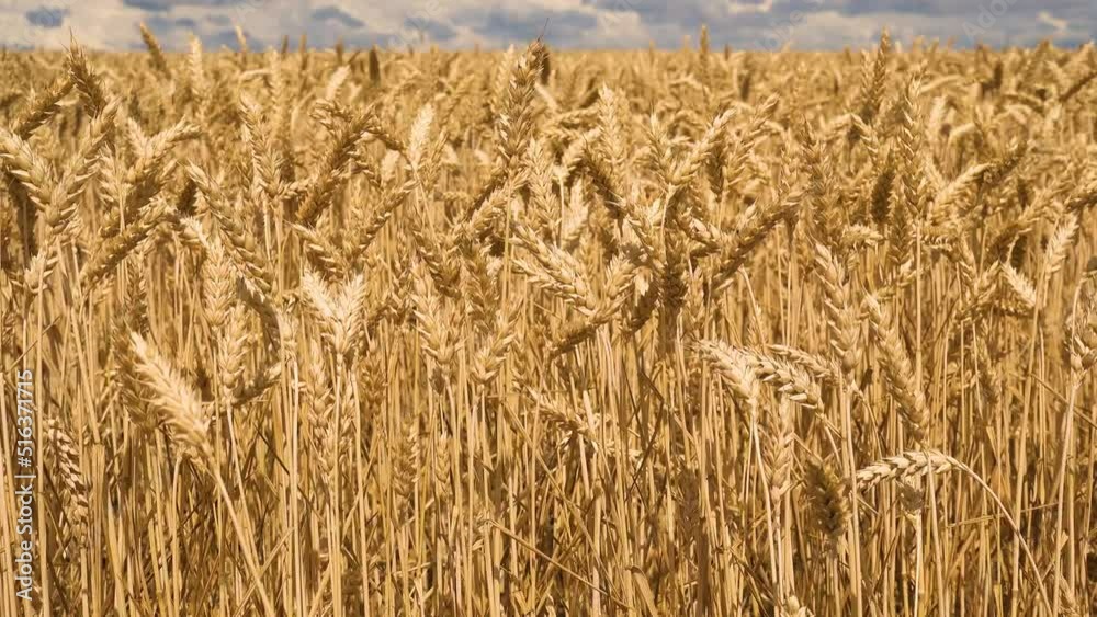 Agricultural industry. A field of ripe wheat against the sky. The concept of life, food, industry. Wheat field against a cloudy sky. Agricultural industry. A field of ripe wheat against the sky. The concept of life, food, industry. Wheat field against a cloudy sky.