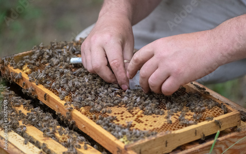 Beekeeping in countryside. Organic farming