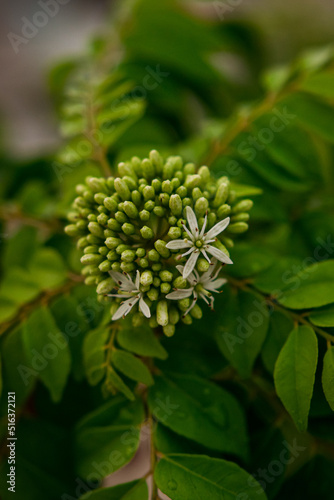 close up of a flower