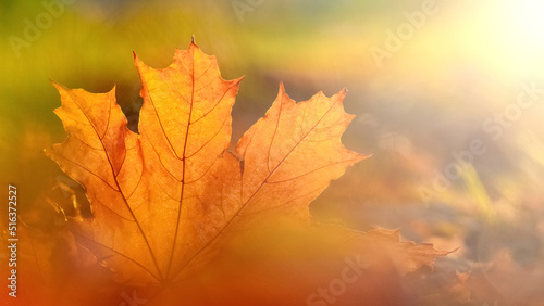 Orange maple leaf close up on the ground in the sun rays. Autumn leaves