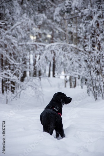 Black labrador in the winter forest