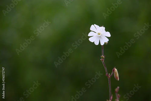 White wild flower