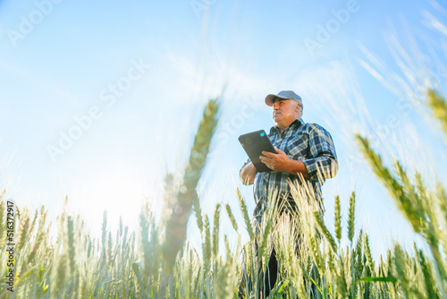 Fotografie Side view of serious elderly male farmer scrolling tablet while standing in wheat field with green plants during work in countryside
