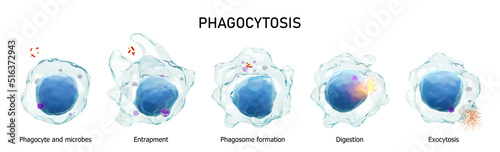 Phagocytosis . Step by step process of macrophage is swallowing and killing microbes . Isolated white background . Medical immunity concept . 3D rendering . photo