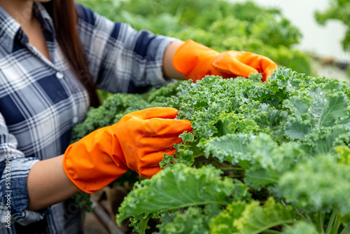 Closeup of farmer's hand harvest farm products and fresh vegetables in greenhouse.