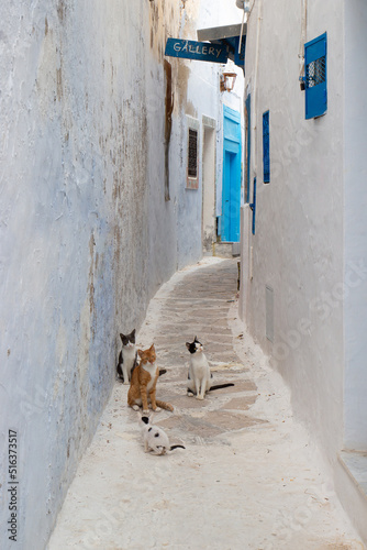 Three cats and a kitten in a narrow lane of white medina quarter in Hammamet, Tunisia