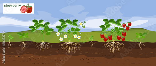 Landscape with life cycle of strawberry plant. Growth stages from seeding to flowering and fruiting plant with ripe red strawberries and root system below ground level