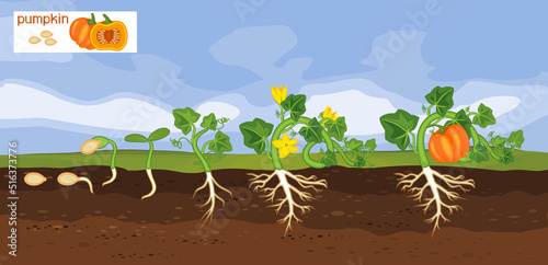 Landscape with life cycle of pumpkin plant. Growth stages from seeding to flowering and fruiting plant with ripe orange pumpkin and root system below ground level