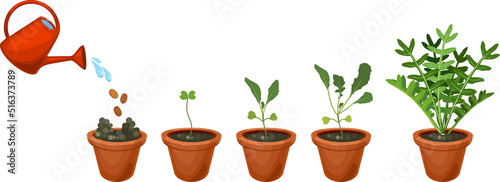Life cycle of garden rocket plant in flower pot isolated on white background. Stages of growth of arugula: from seed to harvesting