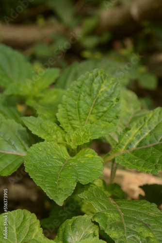 Wallpaper Mural The leaves of the nettle-netting tribe (genus) or Urticaceae are green. natural backgrounds. leaf background Torontodigital.ca
