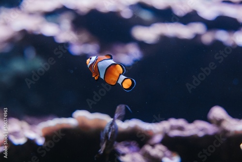 Obraz na plátně Closeup shot of a Clownfish swimming in Ripley's Aquarium of Canada