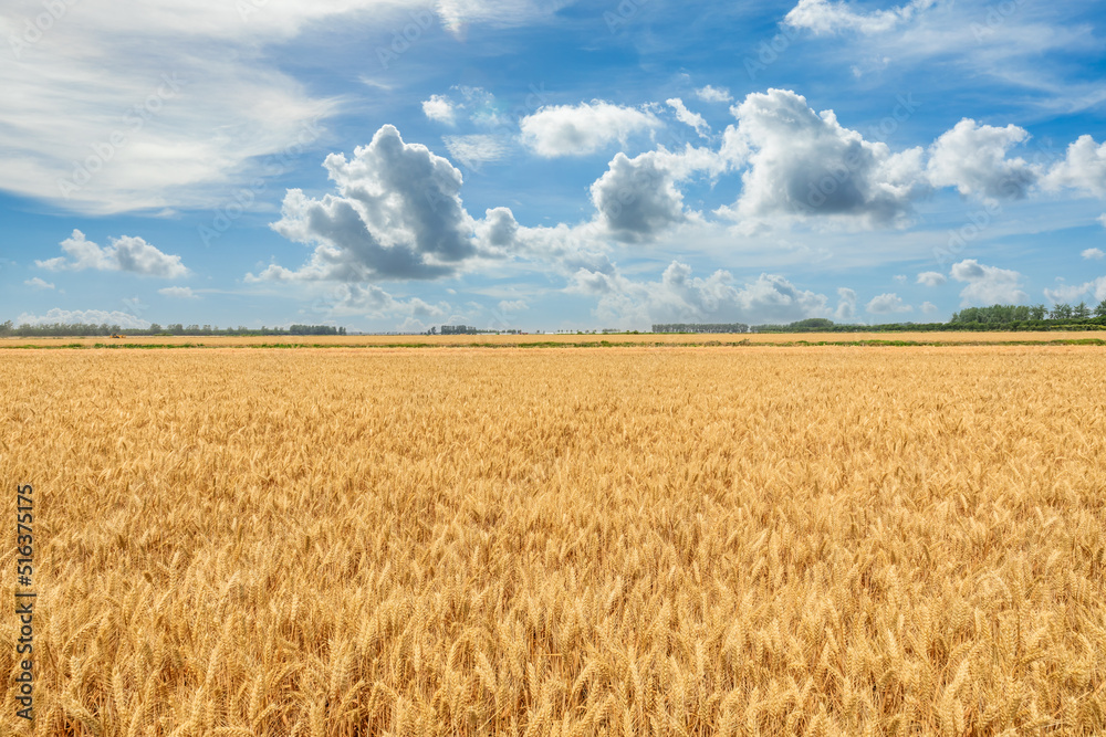 Ripe wheat field nature scenery in summer field. Agricultural scene. 