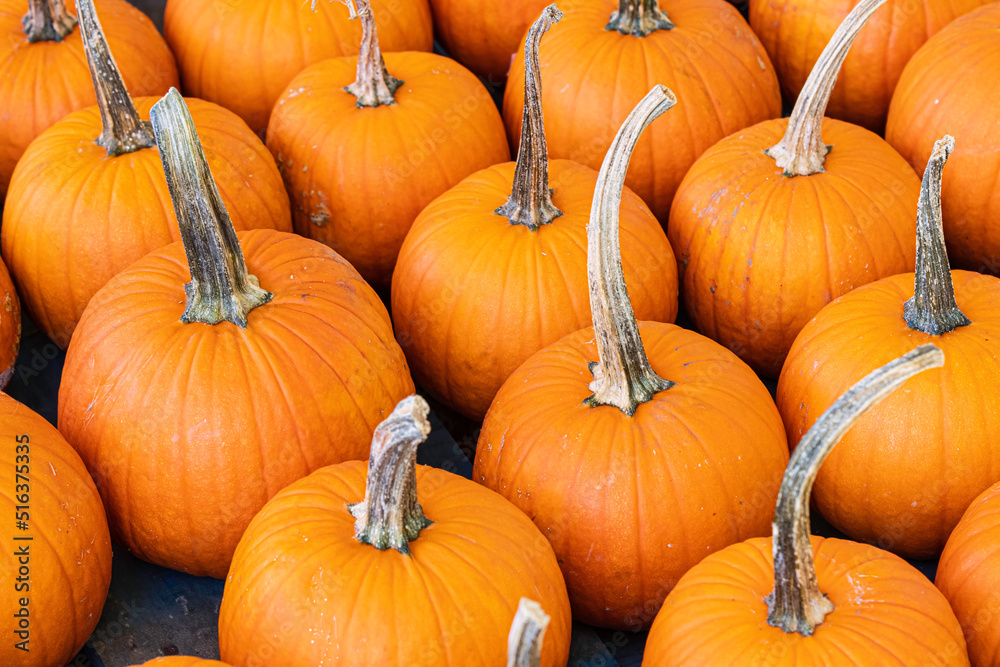Pie pumpkins background Pie pumpkins background