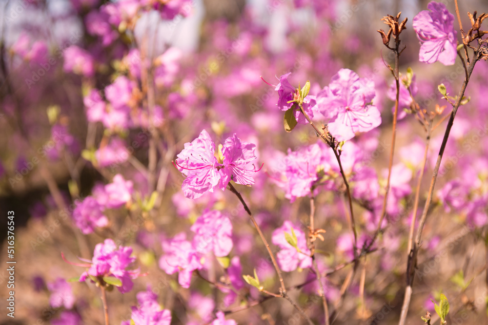 Pink labrador tea flowers on blur background. Wild rosmary defocused photo. Pink labrador tea flowers on blur background. Wild rosmary defocused photo.