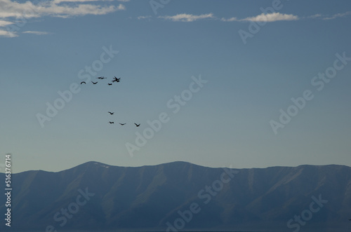 Silhouettes of birds in the sky against the backdrop of mountains. A small flock of cormorants flies in the sky over the mountains.