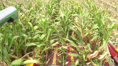 Corn harvest season. Harvest tractor working in corn field at northern of Thailand