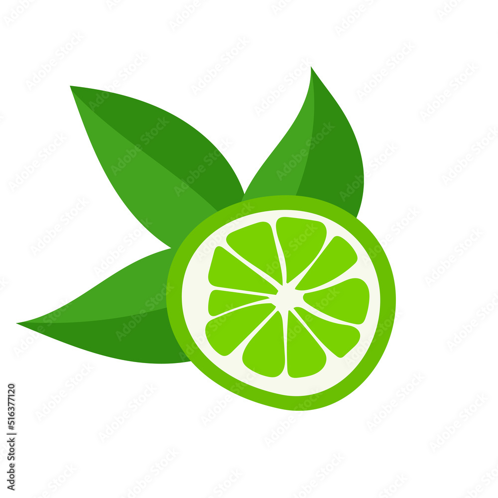 Vector botanical illustration of lime fruit with green leaves isolated on white background. Vector botanical illustration of lime fruit with green leaves isolated on white background.